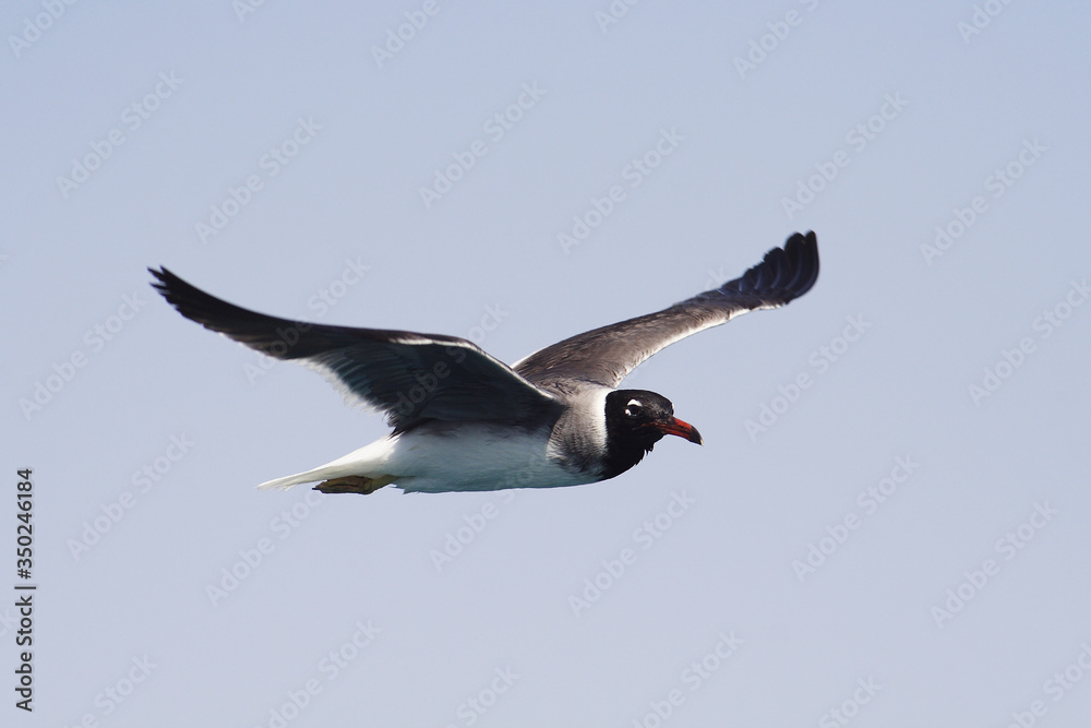 Bird White-eyed gull in flight
