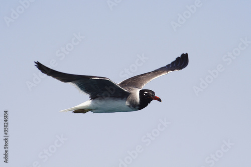  Bird White-eyed gull in flight