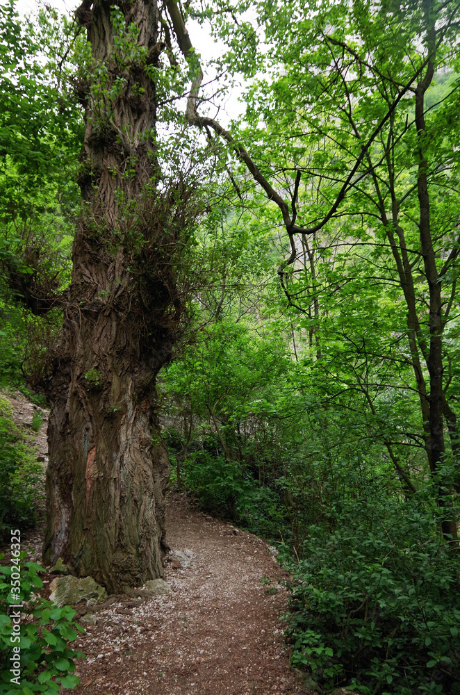 Old Forest Tree Old Forest Tree