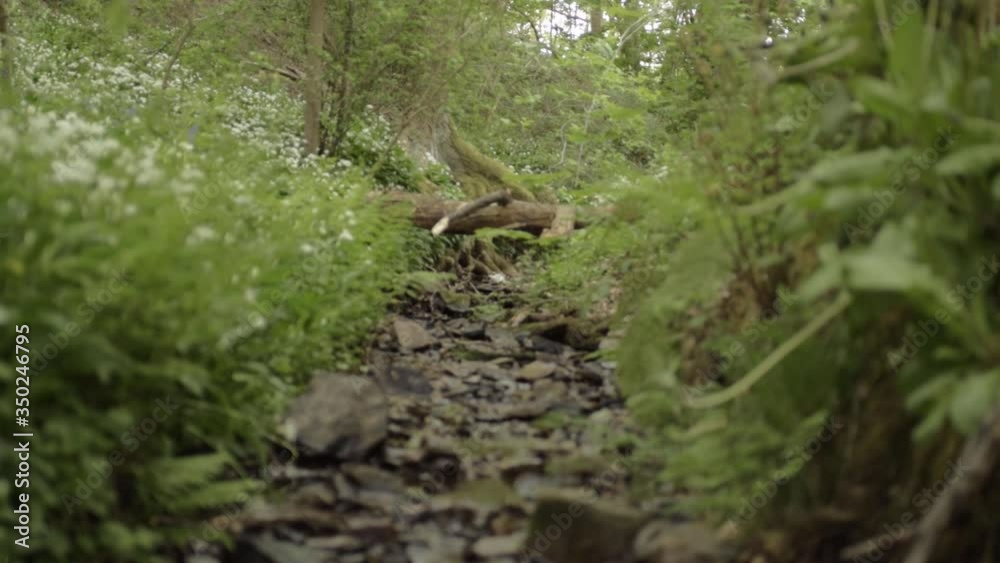 Natural water stream with rocks and log bridge wide tilting shot Natural water stream with rocks and log bridge wide tilting shot