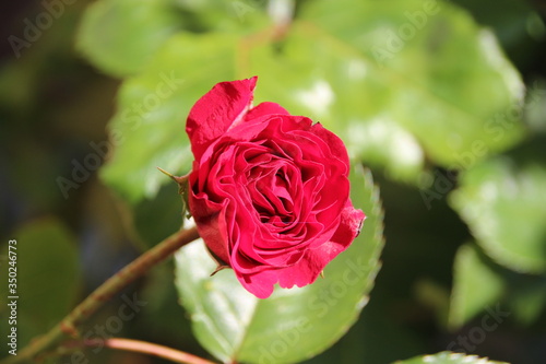 red rose