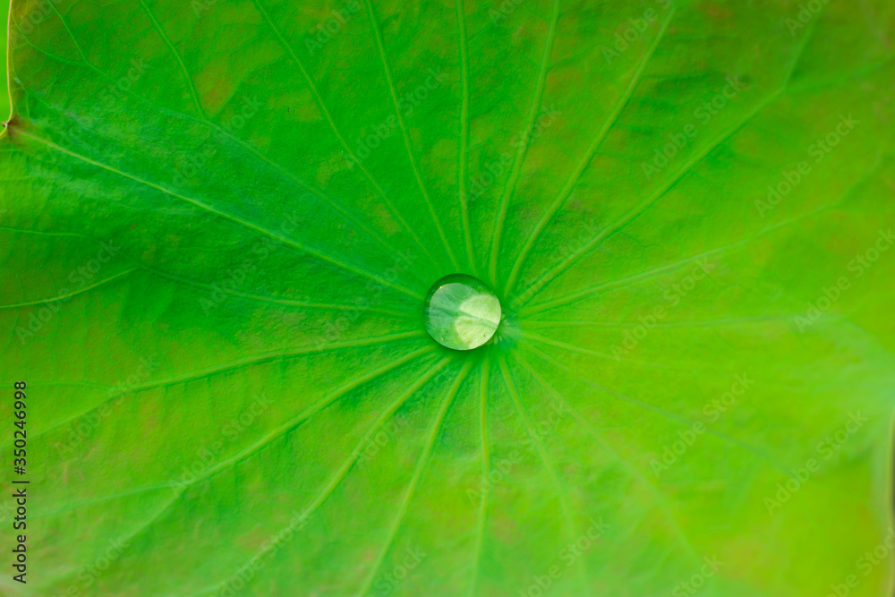 Raindrops on the lotus leaf and the morning sun Raindrops on the lotus leaf and the morning sun