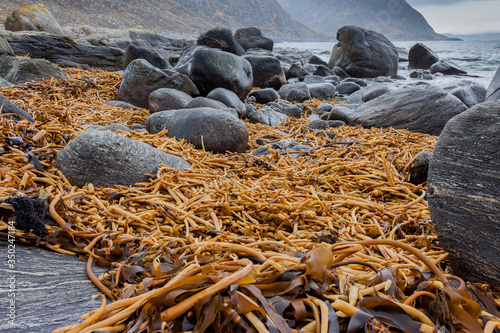 MULEVIKA, NORWAY - 2014 FEBRUARY 28.  Long holdfasts of big red kelp seaweeds-laminaria hyperborea on the beach. photo