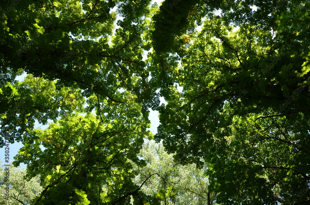 Fototapeta premium Chestnut trees stretch to the sky.