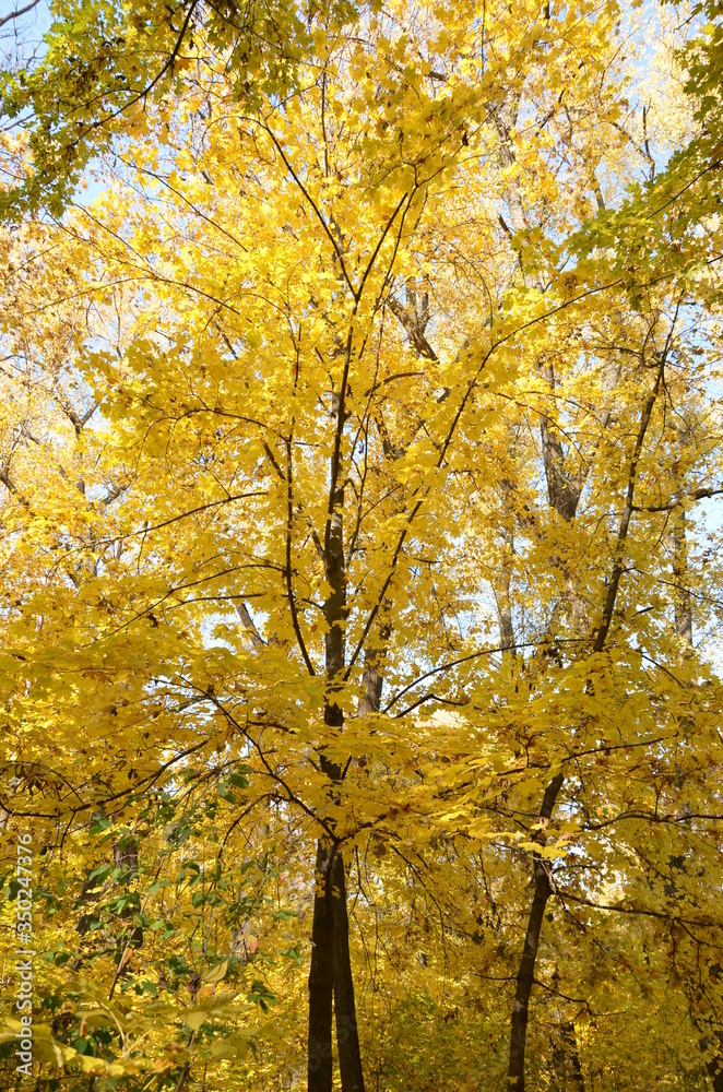 autumn trees in the park autumn trees in the park