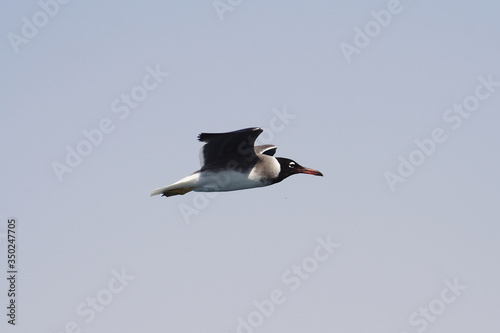 Obraz na płótnie
Bird White-eyed gull in flight w salonie