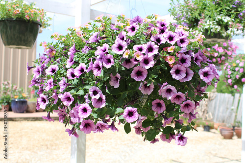 Hanging basket