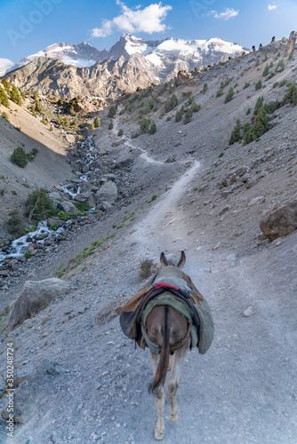 The domestic donkey on the duty of carrying cargo on saddle in fann mountains in Tajikistan © Aleksey