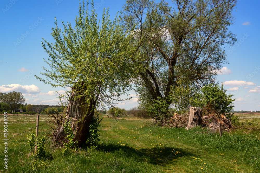 Krajobraz wiejski Podlasia. Dolina Narwi. Podlaskie wierzby, Polska Krajobraz wiejski Podlasia. Dolina Narwi. Podlaskie wierzby, Polska