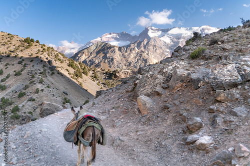 The domestic donkey on the duty of carrying cargo on saddle in fann mountains in Tajikistan © Aleksey