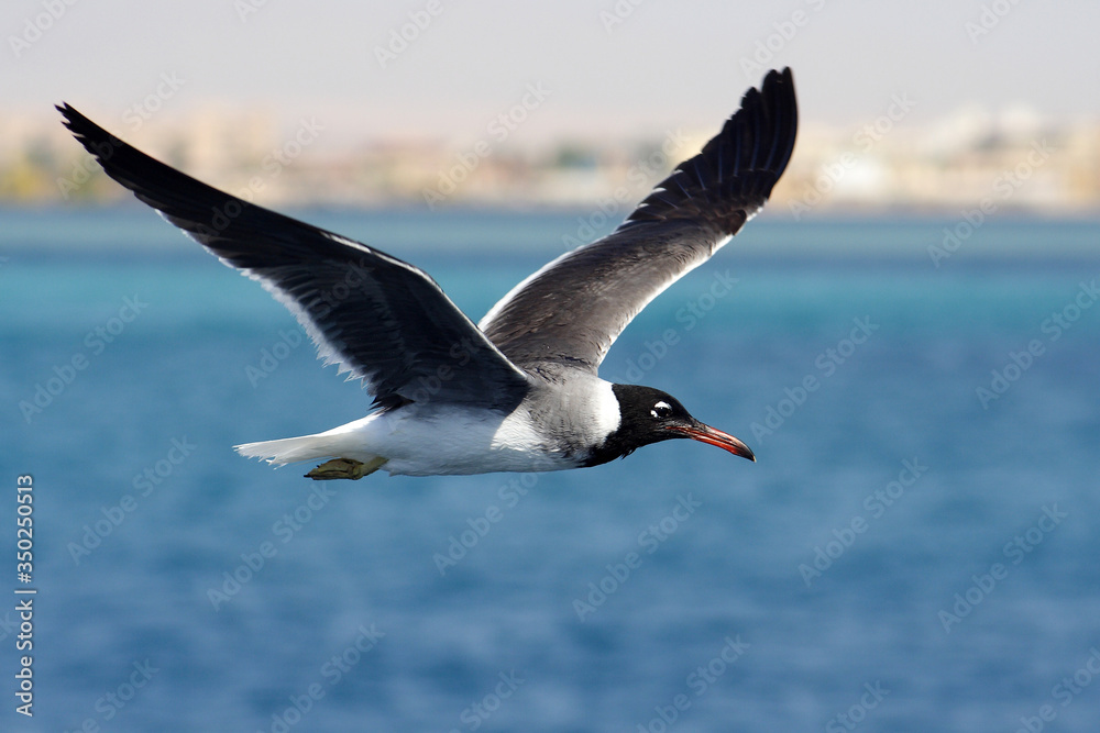 Bird White-eyed gull in flight
Bird White-eyed gull in flight