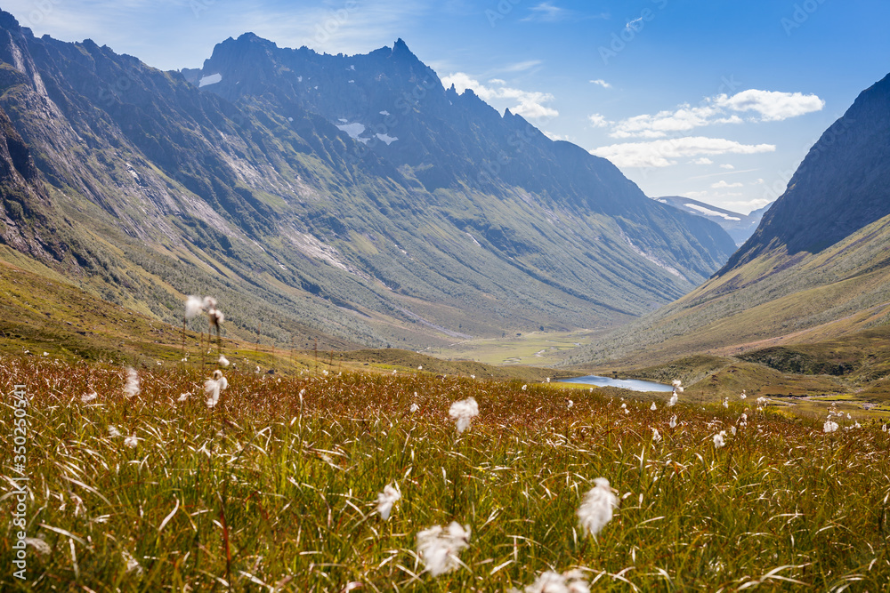 Fototapeta premium Norwegian landscape in summer with sun and mountains in background and Eriophorum cotton-grass in blossom in foreground.