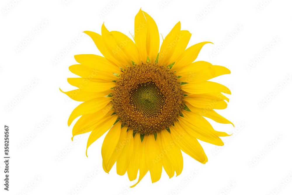 Obraz premium Sunflower isolated on white background.