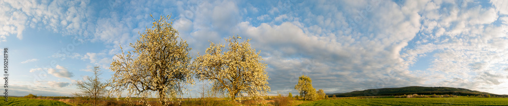 Panorama view of mountain meadow with flowering pear trees against a backdrop of spruce forest and picturesque sky Panorama view of mountain meadow with flowering pear trees against a backdrop of spruce forest and picturesque sky