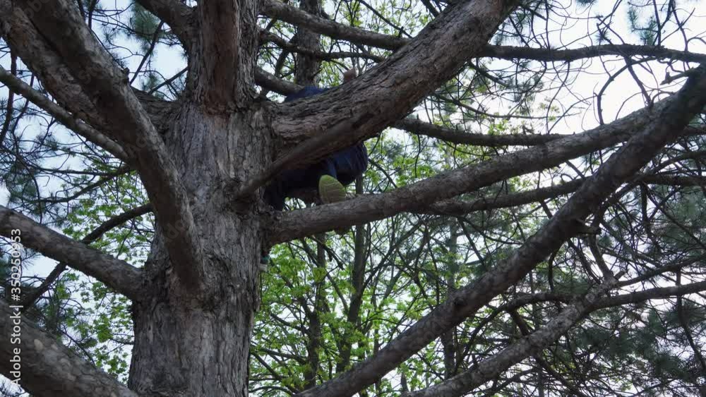 Teen boy climbing in a tree, bright sunlight, beautiful day Teen boy climbing in a tree, bright sunlight, beautiful day