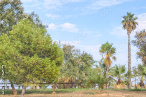 Beautiful day, with blue sky and clouds, near to the beach of Castellon de la Plana ( Spain ). Tropical scene, for relaxing, of summer vacations. Mediterranean palm and pine trees.