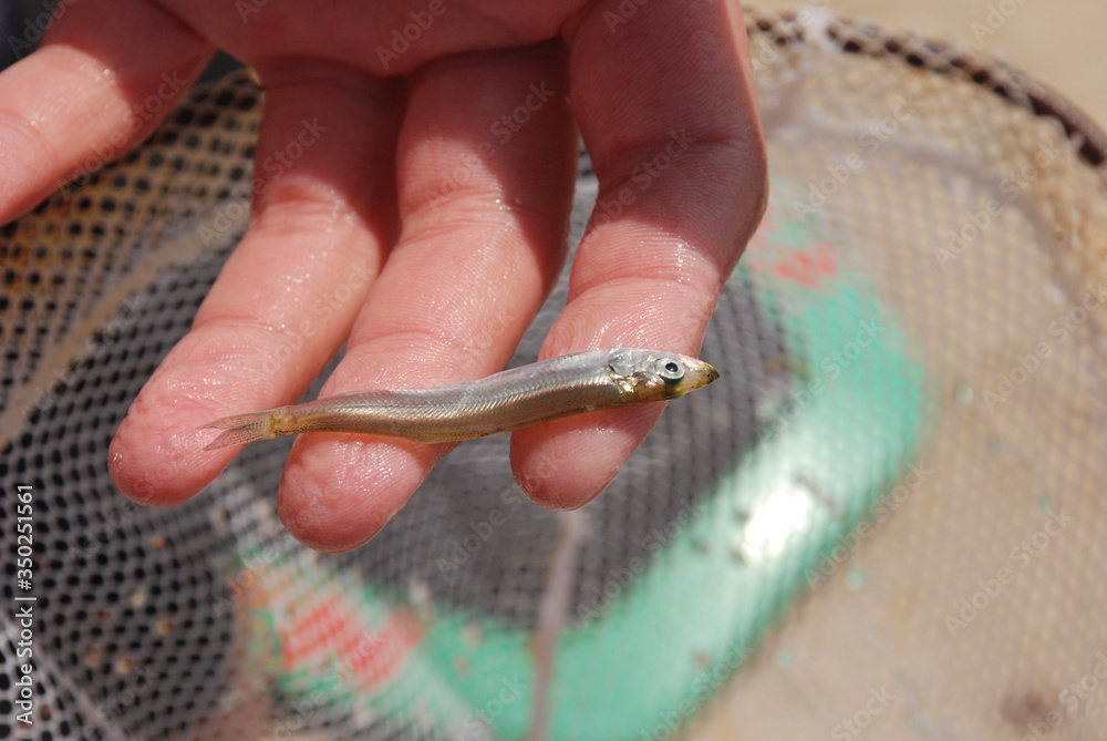 Tiny minnow fish being held by male hand. fishing bait. Fish that has been  caught Stock Photo