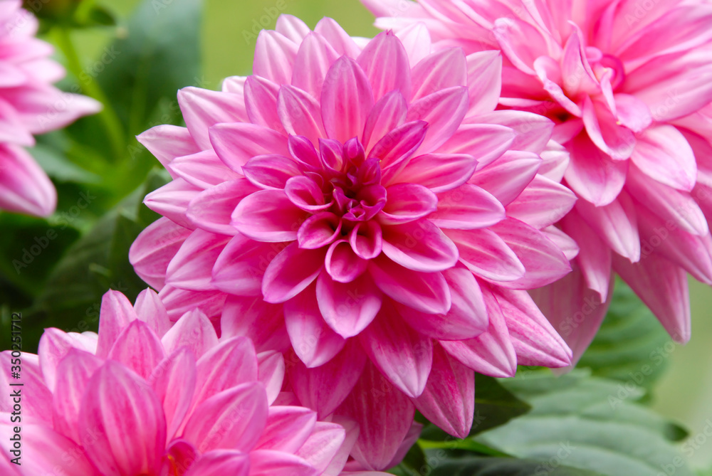 Close up of pink dahlia flowers in the garden