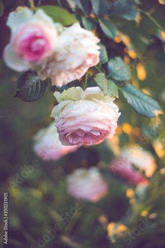 Lush bush of pale pink roses growing in the garden.