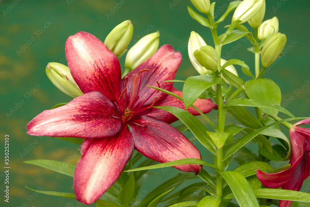 Dark pink day lily flower blooming in the garden Dark pink day lily flower blooming in the garden