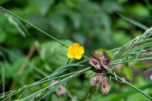 Fleur jeun dans le champs