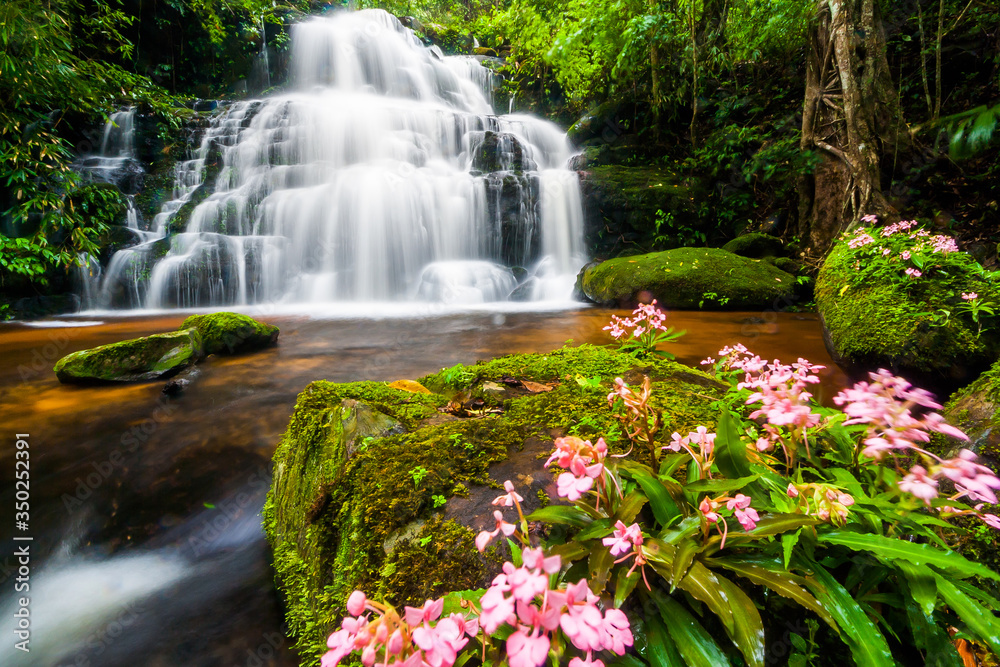 Beautiful nature waterfall steps rock mountain with Snapdragon flower (Pink Habenaria rhodocheila) in tropical rainforest at Mun Dang Waterfall, Phu Hin Rong Kla National Park, Phetchabun, Thailand Beautiful nature waterfall steps rock mountain with Snapdragon flower (Pink Habenaria rhodocheila) in tropical rainforest at Mun Dang Waterfall, Phu Hin Rong Kla National Park, Phetchabun, Thailand