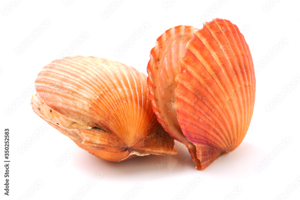Raw scallop on white background Raw scallop on white background