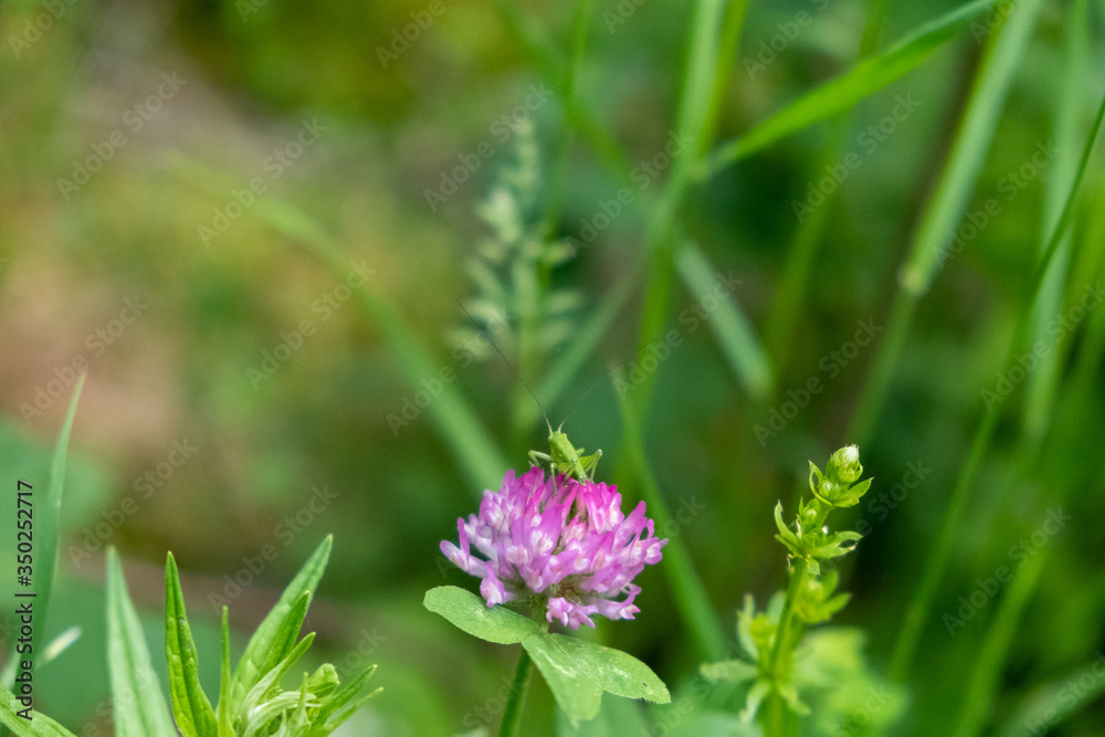 Fototapeta premium Fleur rose des champs et criquet vert