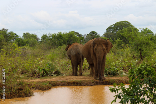 Asian elephant in Udawalawe National Park, Sri Lanka