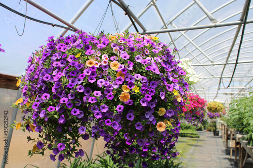 Hanging Baskets of Flowers