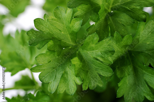 Green fresh parsley plant top view. Close up parsley