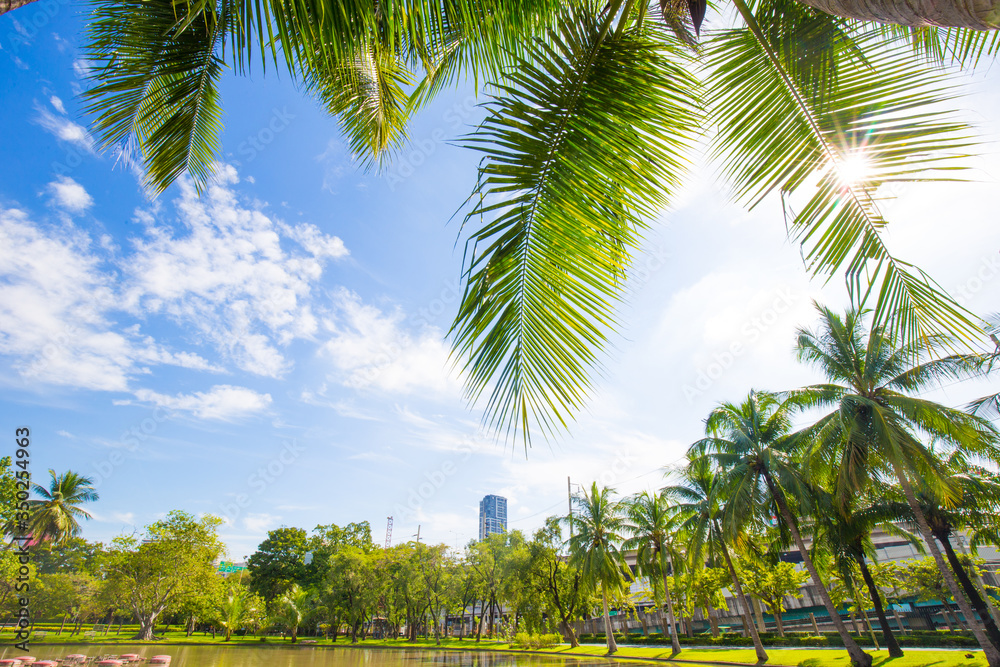Obraz premium Coconut green tree tropical forest in city park against blue sky