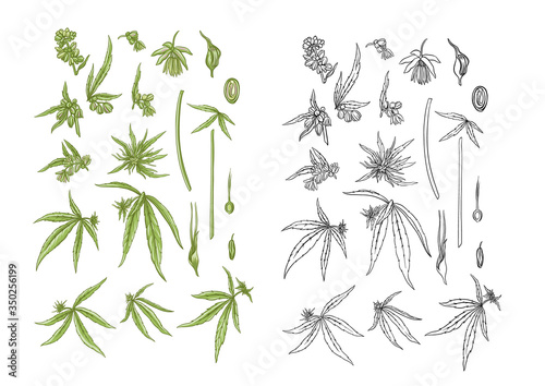 Hemp, cannabis plant. Set of elements for design. Color and outline vector illustration. In botanical style Isolated on white background..
