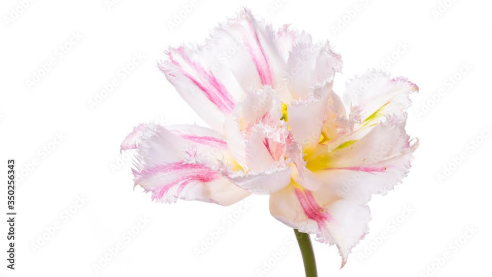 Timelapse of bright pink striped colorful tulip flower blooming on white background. 4K Timelapse of bright pink striped colorful tulip flower blooming on white background. 4K