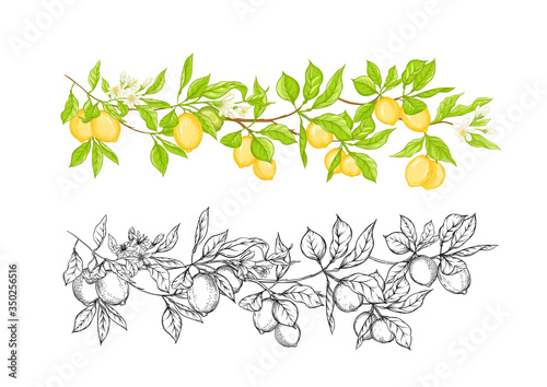 Lemon tree branch with lemons, flowers and leaves. Element for design. Outline and colored hand drawing vector illustration. Isolated on white background..