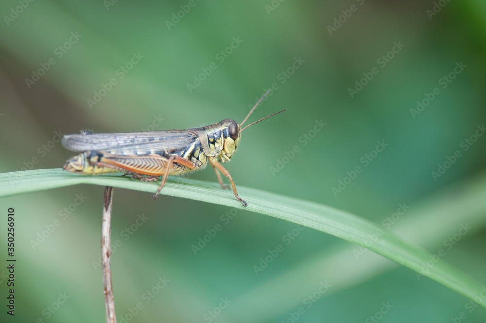 Grasshopper Grasshopper