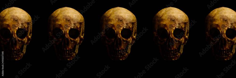 real skull is isolated on black background pattern with texturied bones real skull is isolated on black background pattern with texturied bones