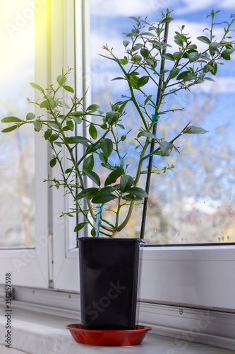 Young citrus plant Faustrimedin, hybrid between Microcitrus and Calamondin in a black pot with two unripe green fruits on the window sill. Close-up with sunflares. Indoor citrus tree growing photo