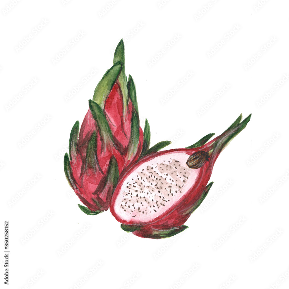 Watercolor illustration of a dragon fruit on a white background Watercolor illustration of a dragon fruit on a white background