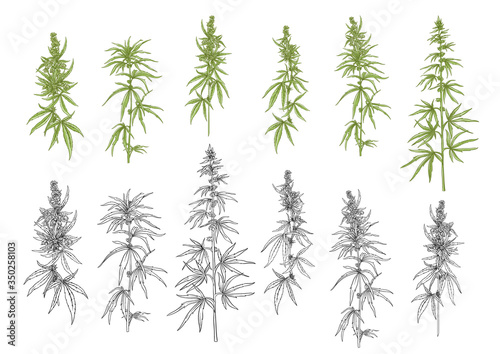 Hemp  cannabis plant. Set of elements for design. Color and outline vector illustration. In botanical style Isolated on white background..