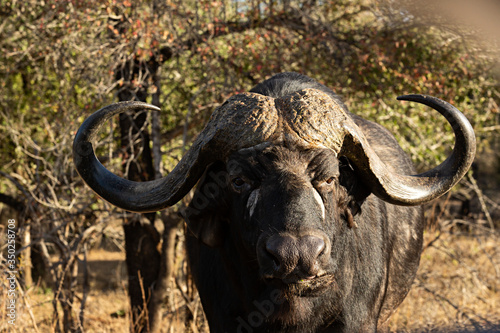 Búfalo en parque nacional Kruger en Sudáfrica.