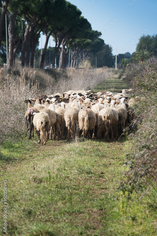 Obraz premium flock of sheep viewed from behind on a green road with pine trees typical of the Lazio coast in Italy