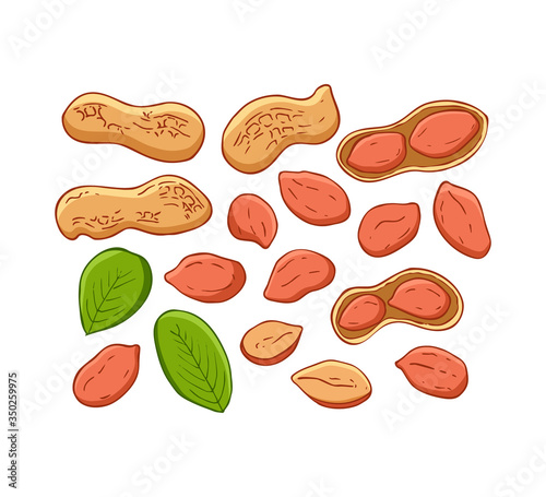Set of peanut images isolated on white background. Flat vector illustration. Peanuts, nuts in shell and leaves.