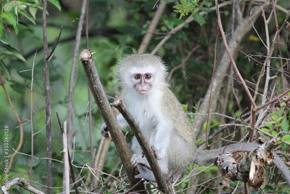 macaque in the woods