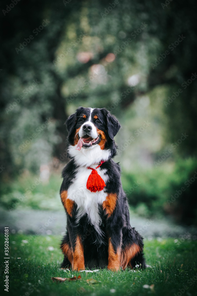 Bernese mountain dog in green park background. Active and funny bernese.