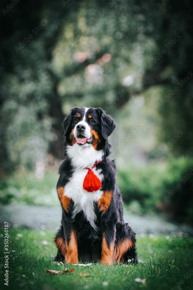 Bernese mountain dog in green park background. Active and funny bernese.	
