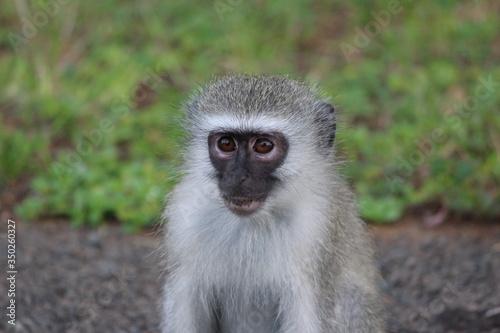 deep monkey eyes