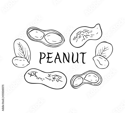 Set of peanuts. Hand drawn sketch of nuts and leaves. Vector illustration.