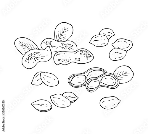 Set of hand drawn peanut images isolated on white background. Ink sketch of nuts. Vector illustration. Peanuts, nuts in shell and  leaves.