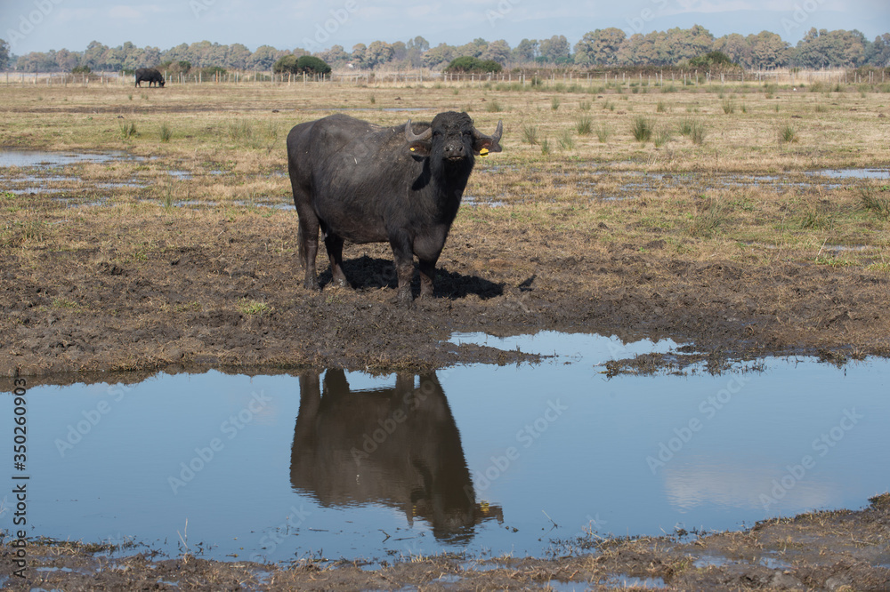 buffalo animal for the production of meat and milk used to produce the DOP buffalo mozzarella in southern Italy with a large pool where they can swim buffalo animal for the production of meat and milk used to produce the DOP buffalo mozzarella in southern Italy with a large pool where they can swim